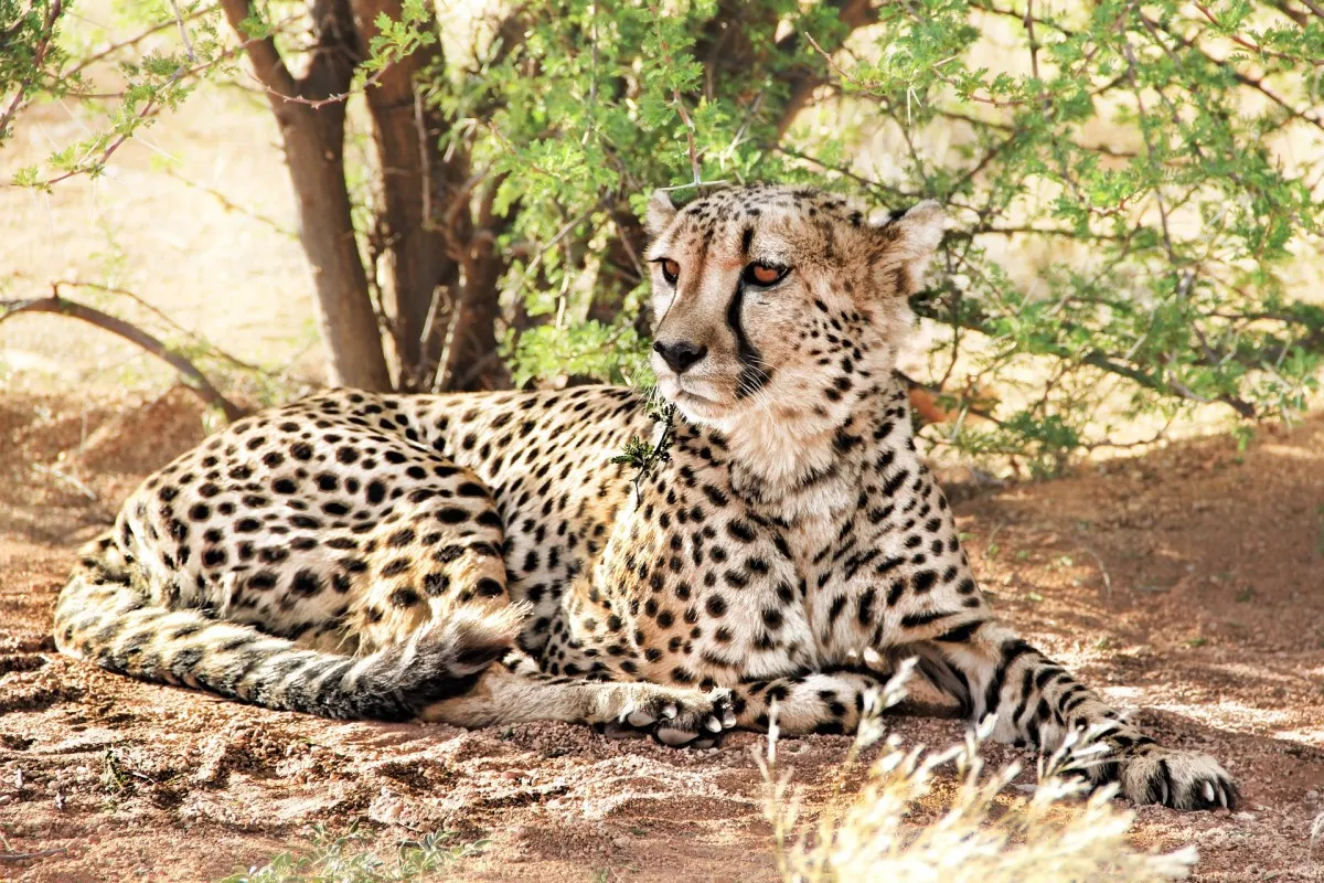 THE NAMIBIAN HIGHLIGHTS